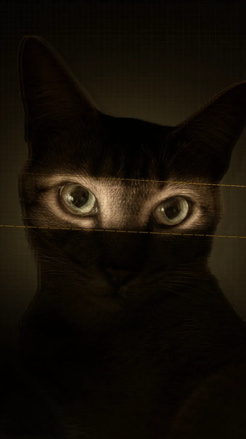 Cat portrait — Focus